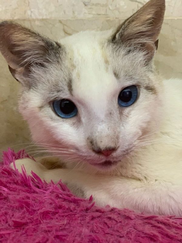 Merlin - Chat à adopter