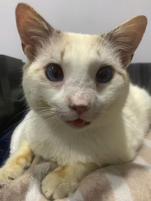 Merlin - Chat à adopter - photo 2
