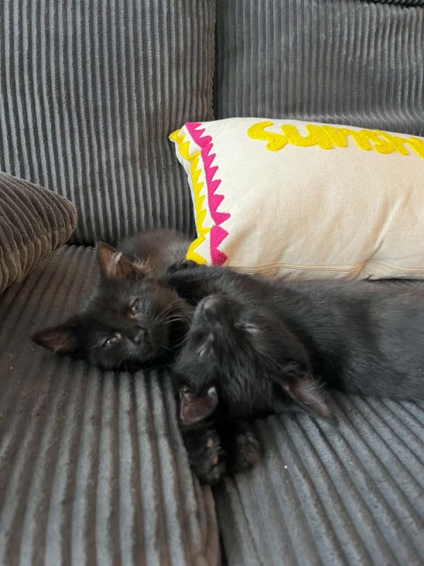 Pirouette & Tempête - Chat Européen à adopter - photo 5