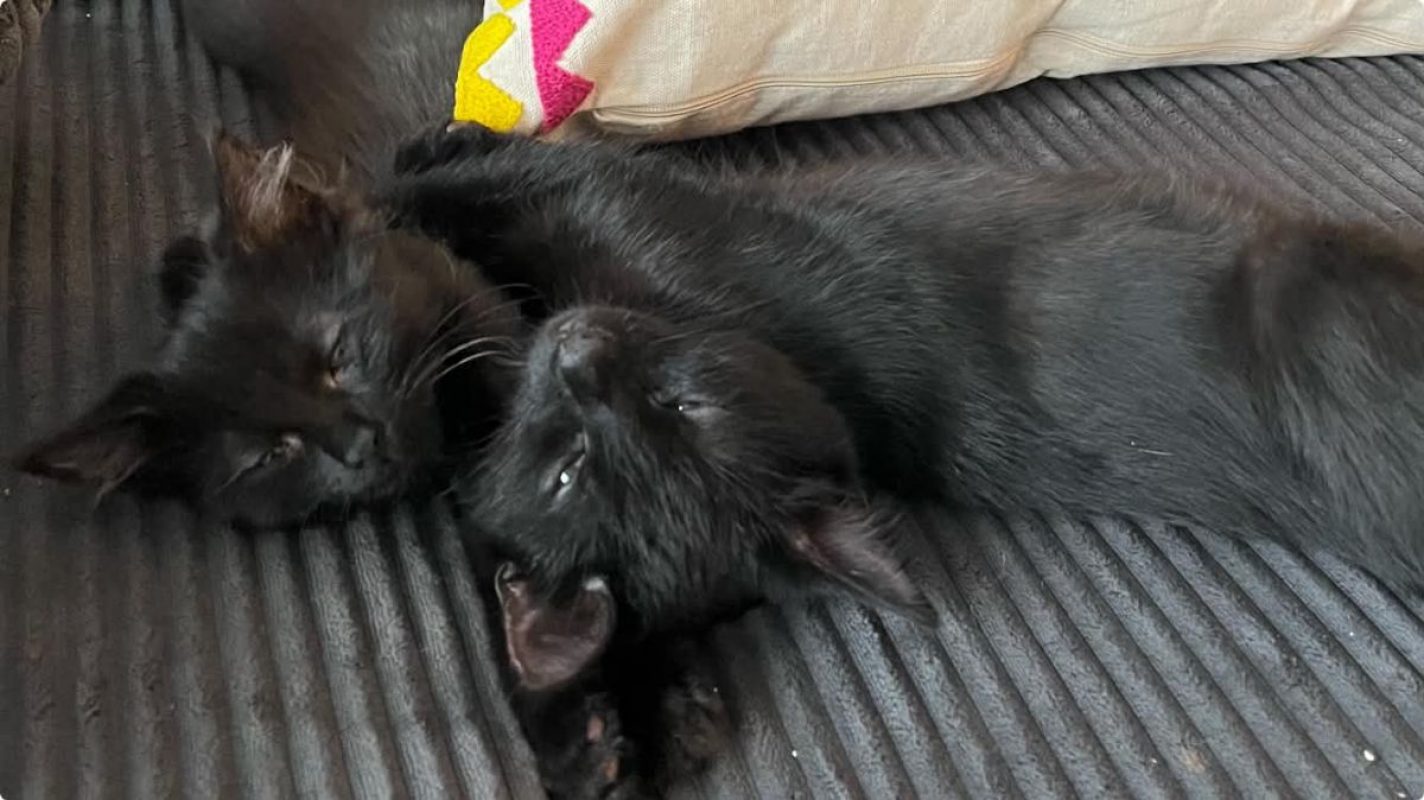Pirouette & Tempête - Chat Européen à adopter - photo 3