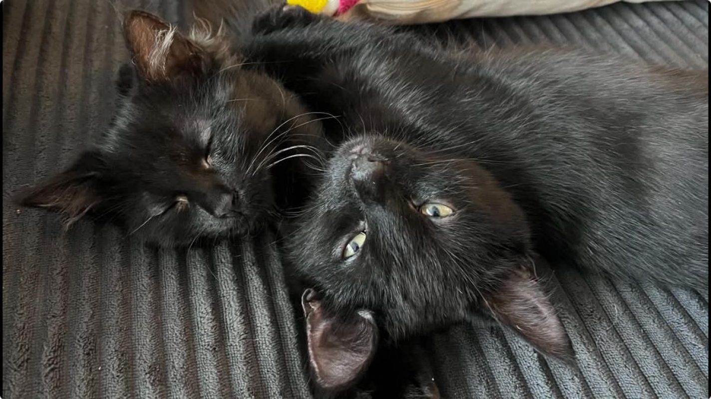 Pirouette & Tempête - Chat Européen à adopter