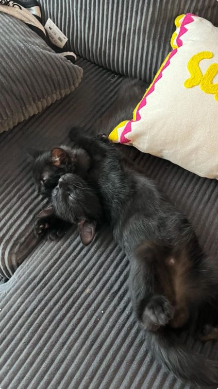 Pirouette & Tempête - Chat Européen à adopter - photo 2