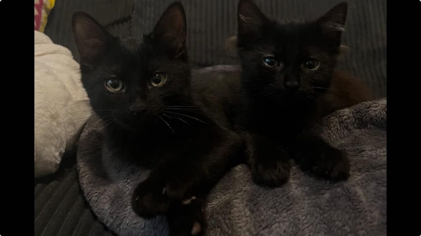 Pirouette & Tempête - Chat Européen à adopter - photo 4