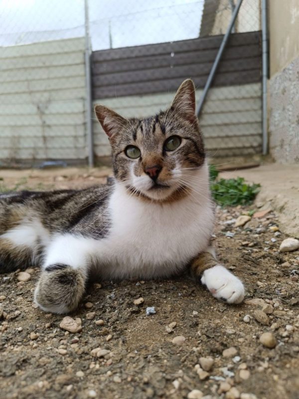 Gruñon - Chat à adopter - photo 2