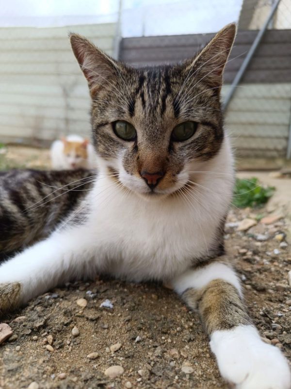 Gruñon - Chat à adopter