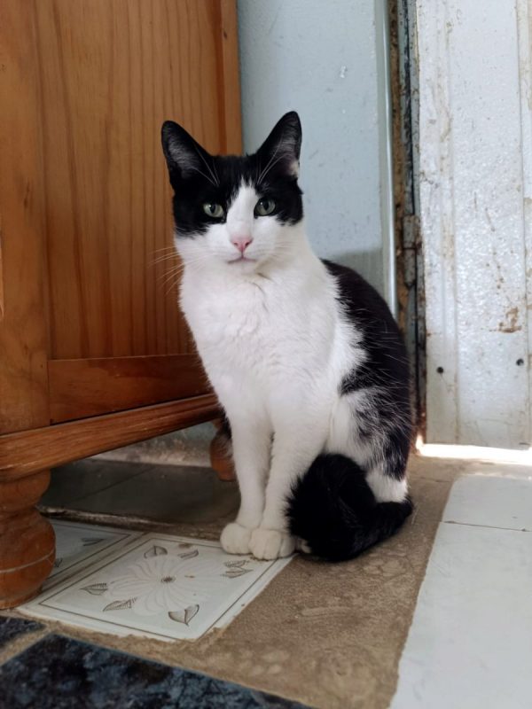 Athos - Chat à adopter