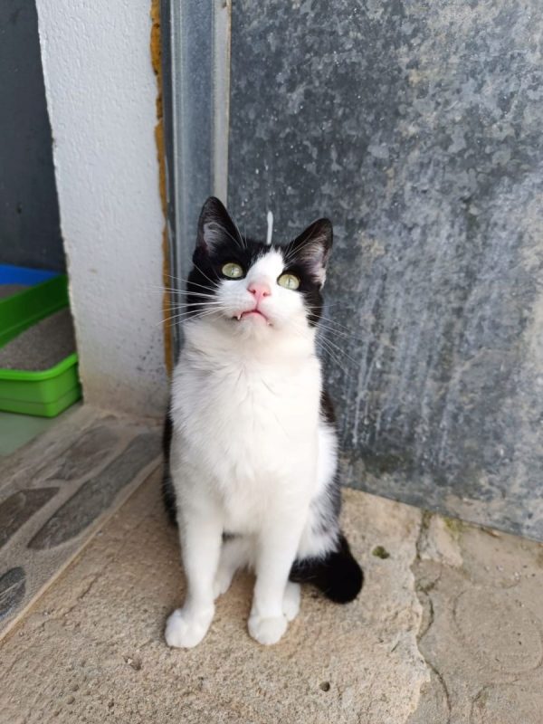 Athos - Chat à adopter - photo 2