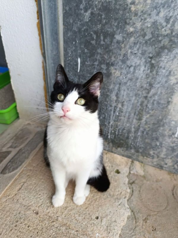 Athos - Chat à adopter - photo 3