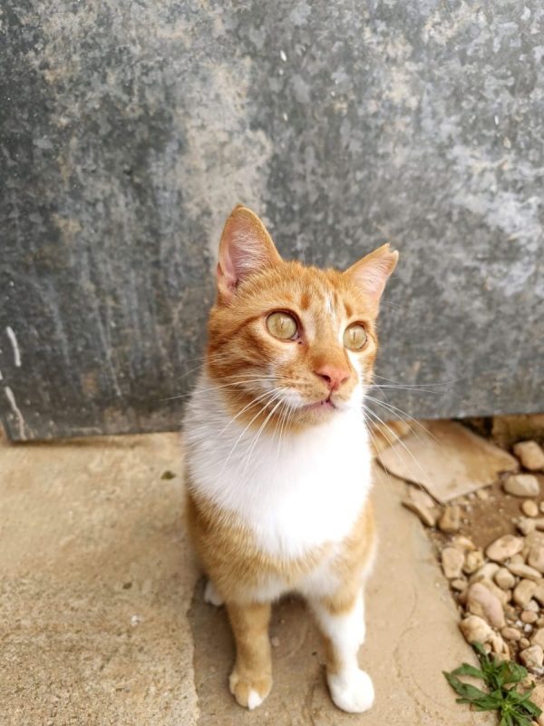 Ata - Chat à adopter - photo 4