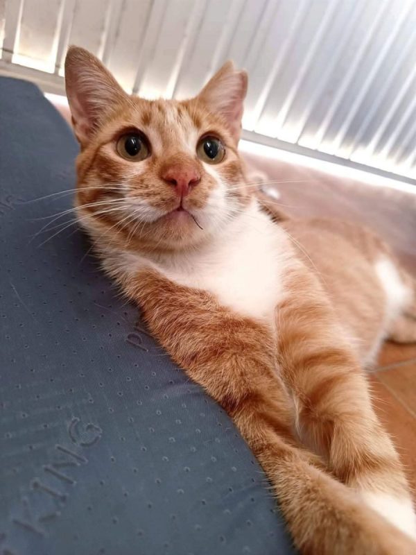 Ata - Chat à adopter - photo 6