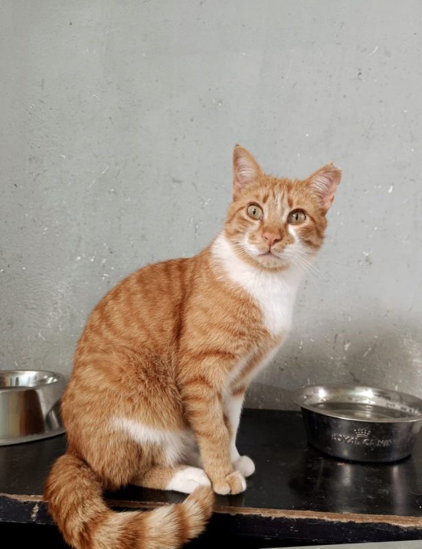 Ata - Chat à adopter - photo 5