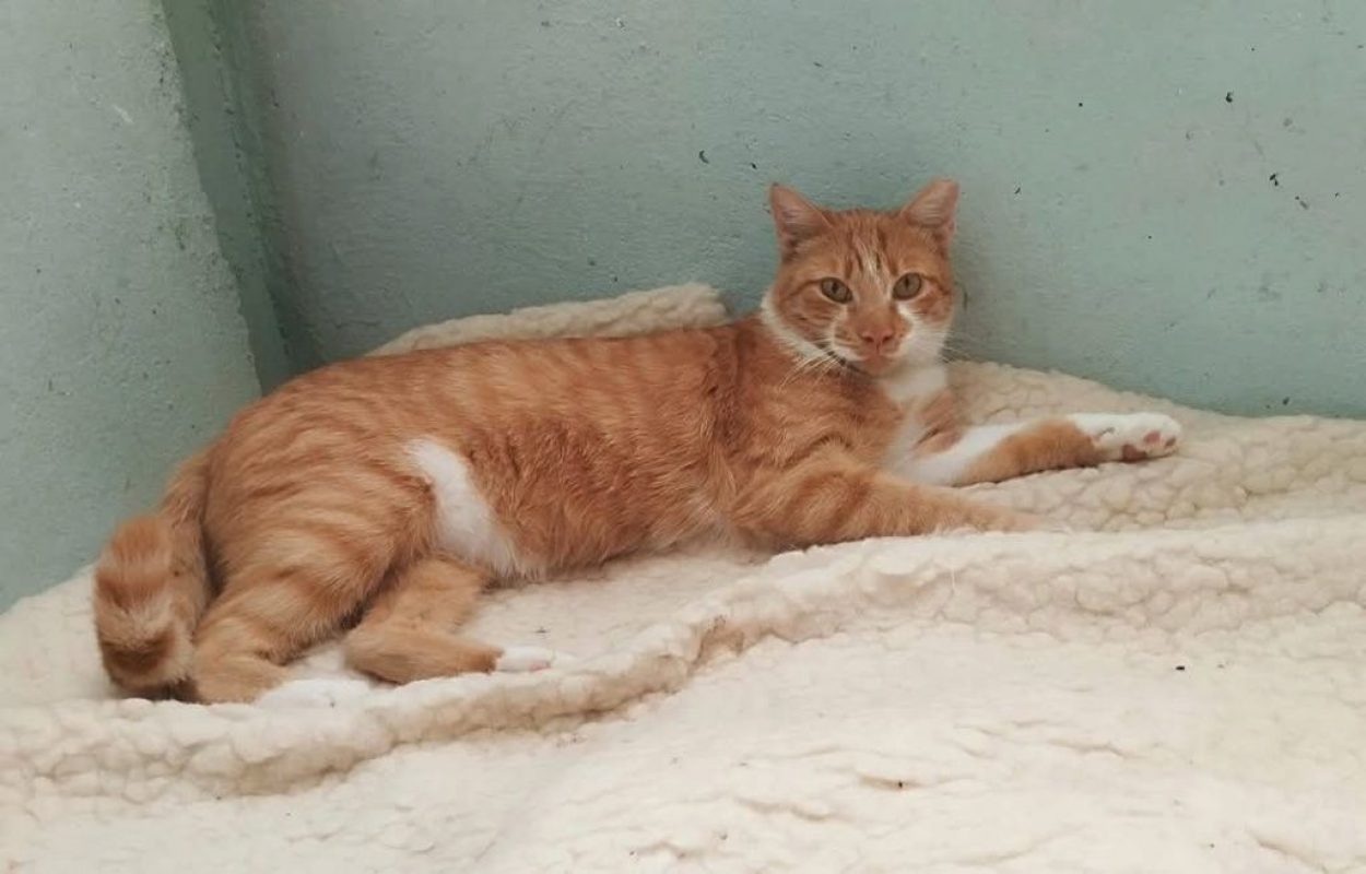Ata - Chat à adopter - photo 3