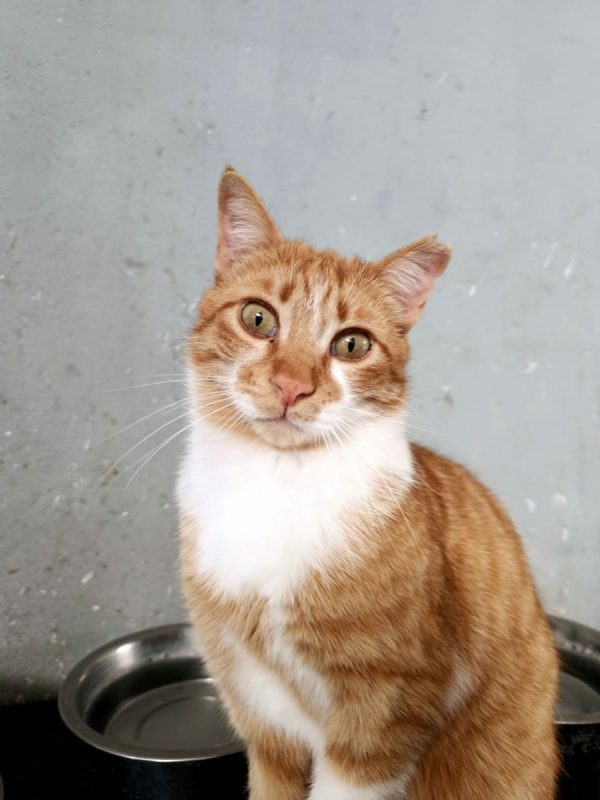 Ata - Chat à adopter - photo 8