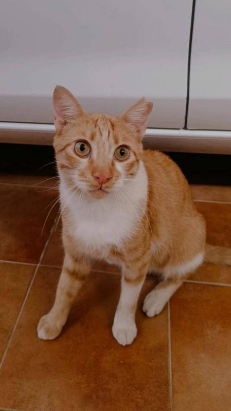 Ata - Chat à adopter