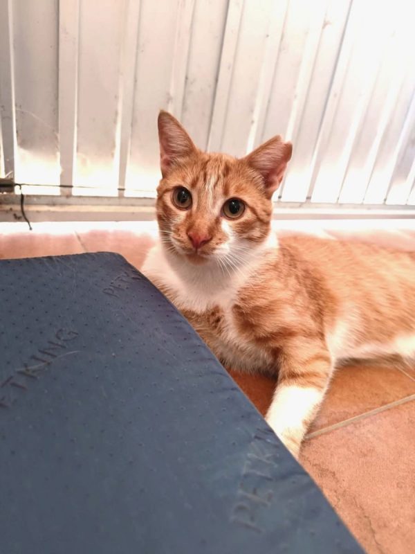 Ata - Chat à adopter - photo 2