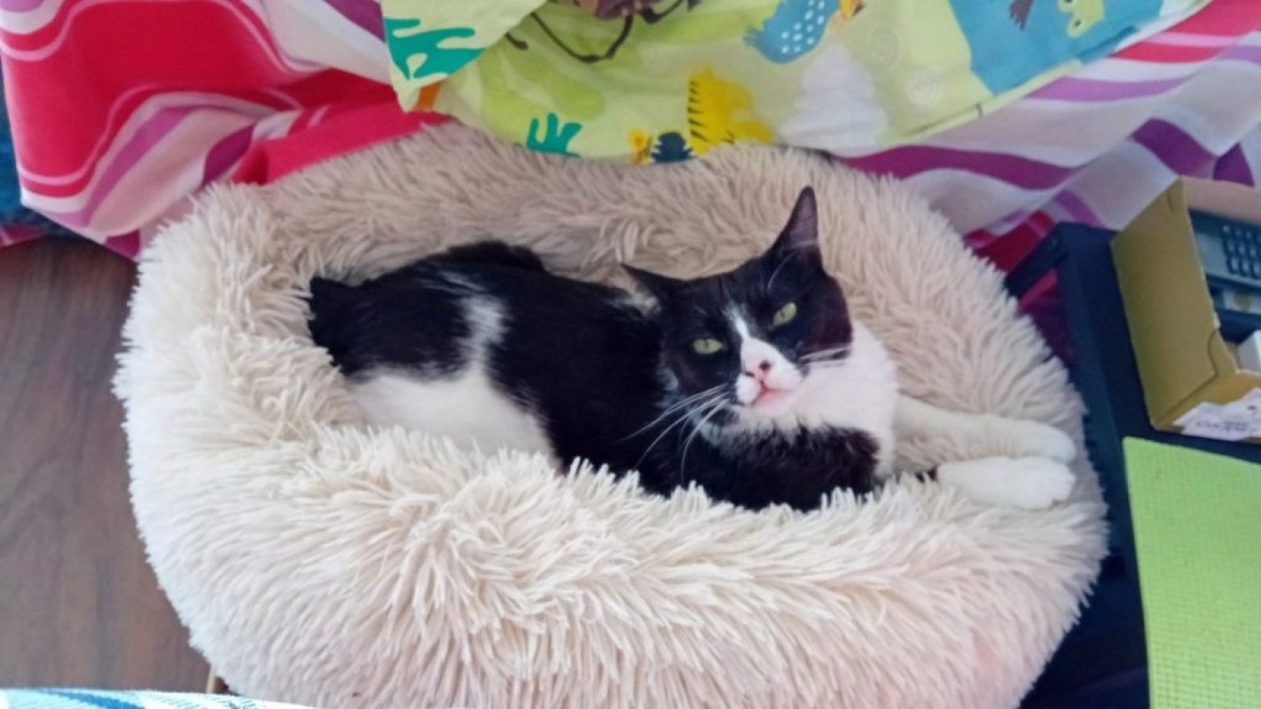 Donete - Chat à adopter