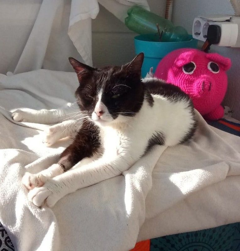 Donete - Chat à adopter - photo 2