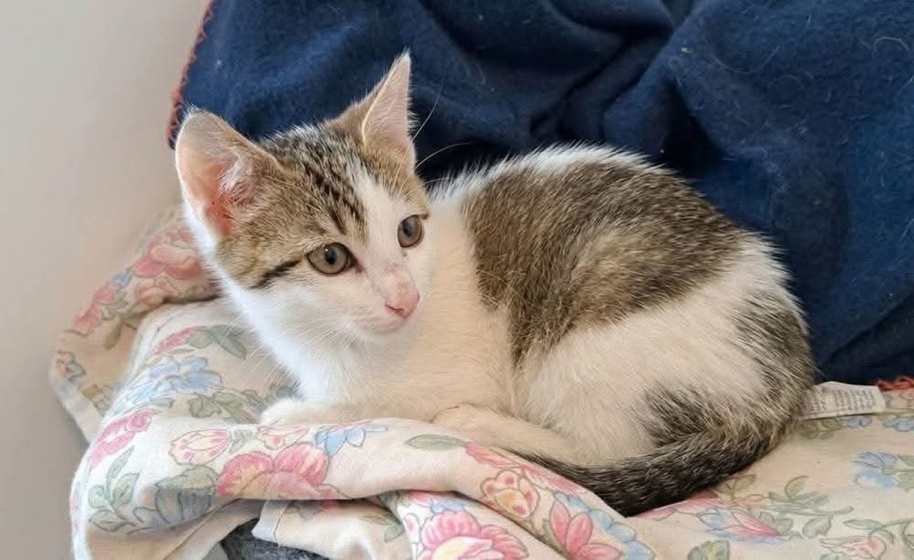 Mouss - Chat Européen à adopter
