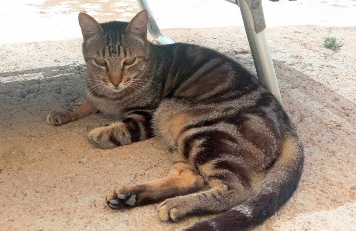 Charro - Chat à adopter - photo 3