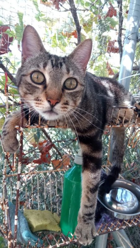 Charro - Chat à adopter