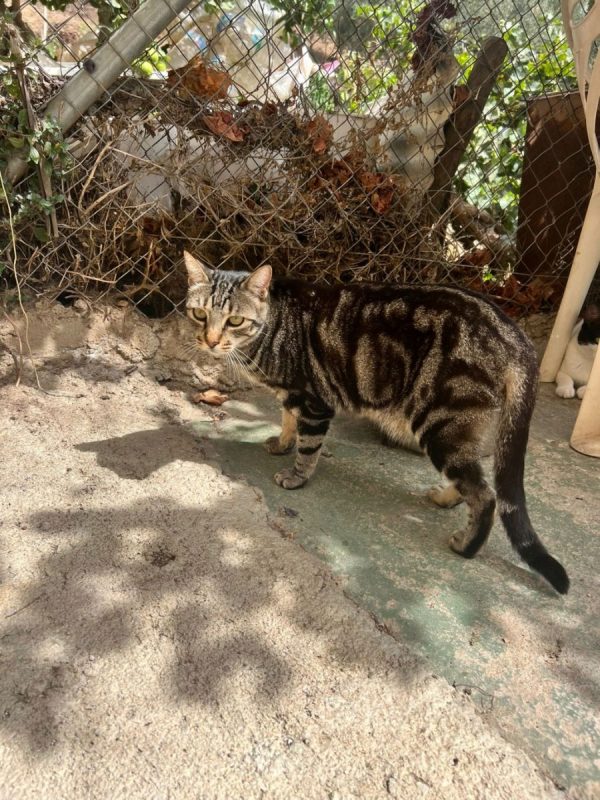 Charro - Chat à adopter - photo 4