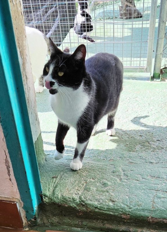 GOLFO - Chat à adopter - photo 4