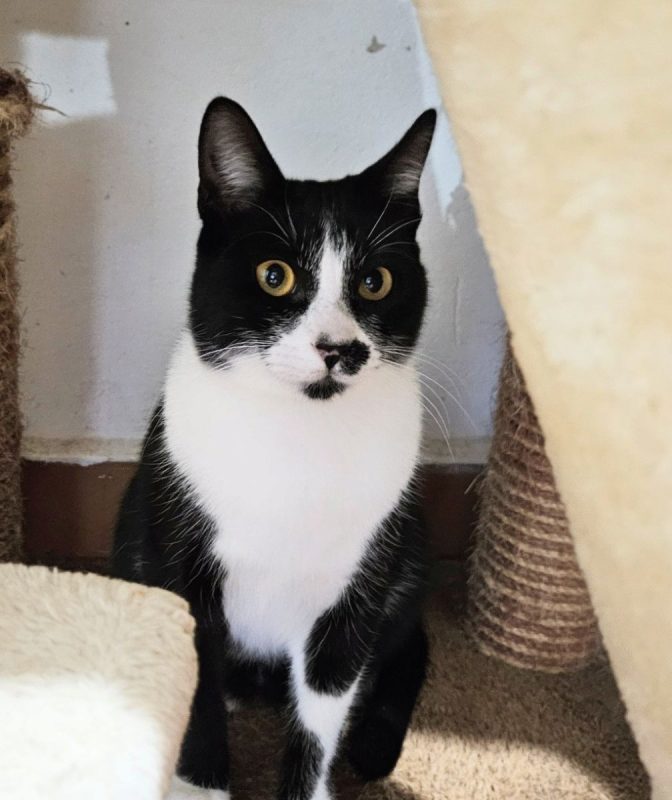 GOLFO - Chat à adopter