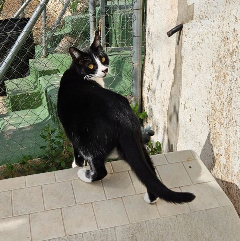 GOLFO - Chat à adopter - photo 3