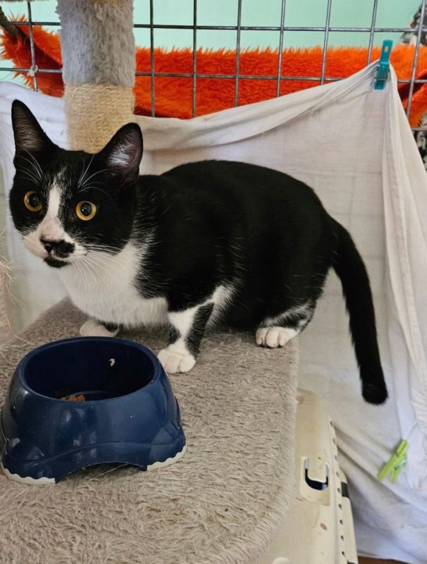 GOLFO - Chat à adopter - photo 2