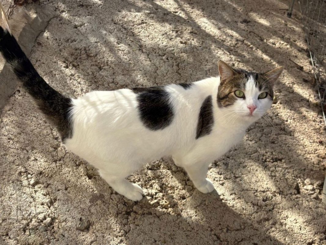Gino - Chat à adopter
