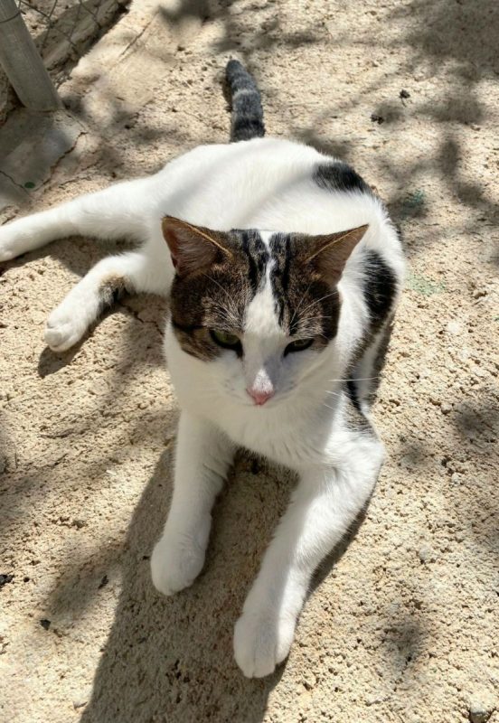 Gino - Chat à adopter - photo 4