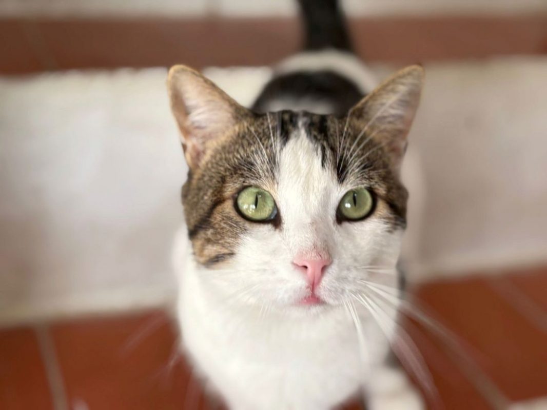 Gino - Chat à adopter - photo 2