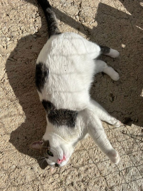 Gino - Chat à adopter - photo 3