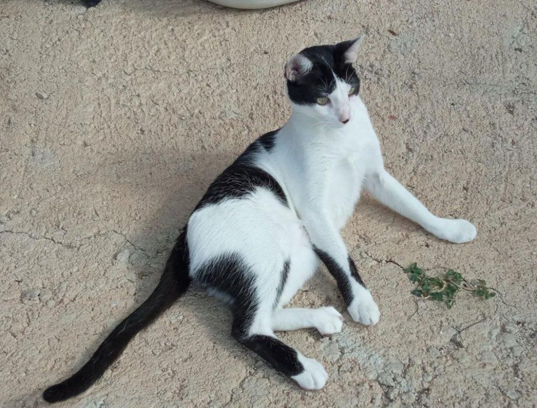 Pepito - Chat à adopter - photo 5