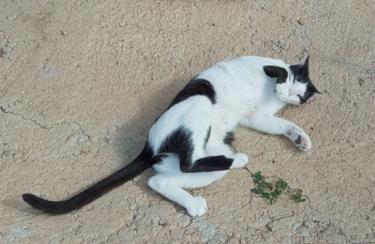 Pepito - Chat à adopter - photo 3