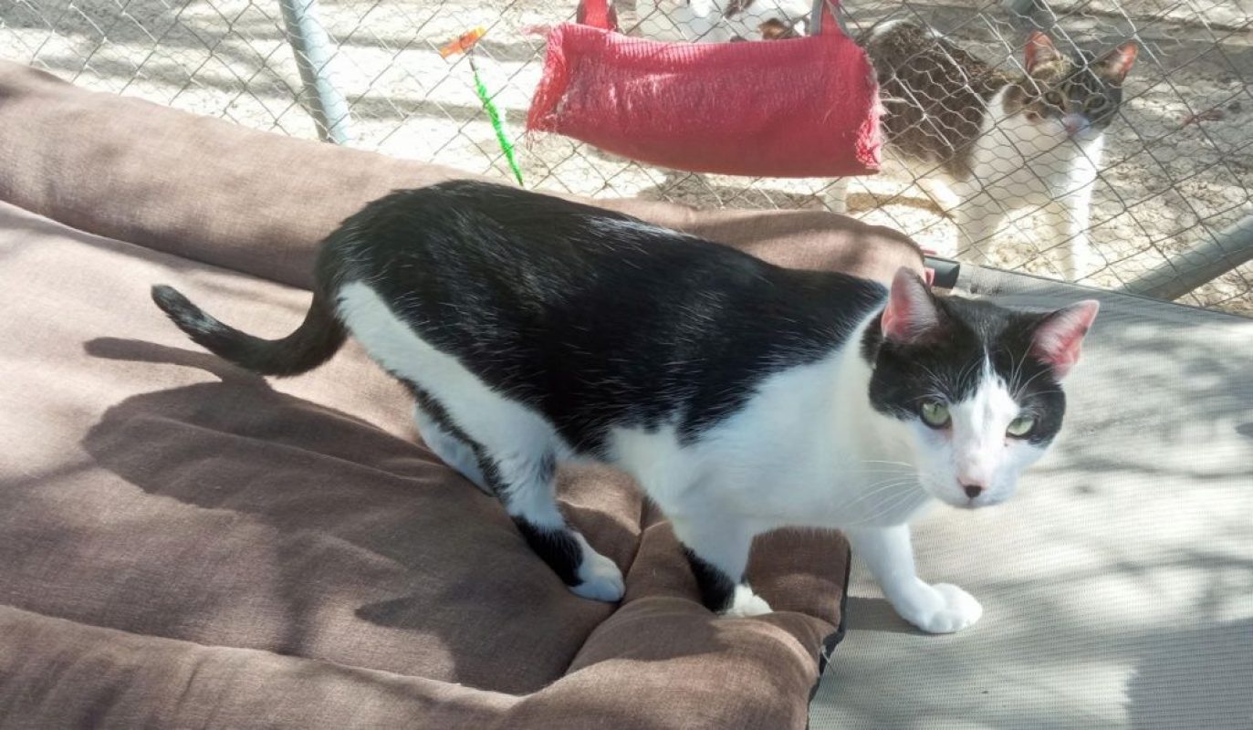 Pepito - Chat à adopter - photo 2
