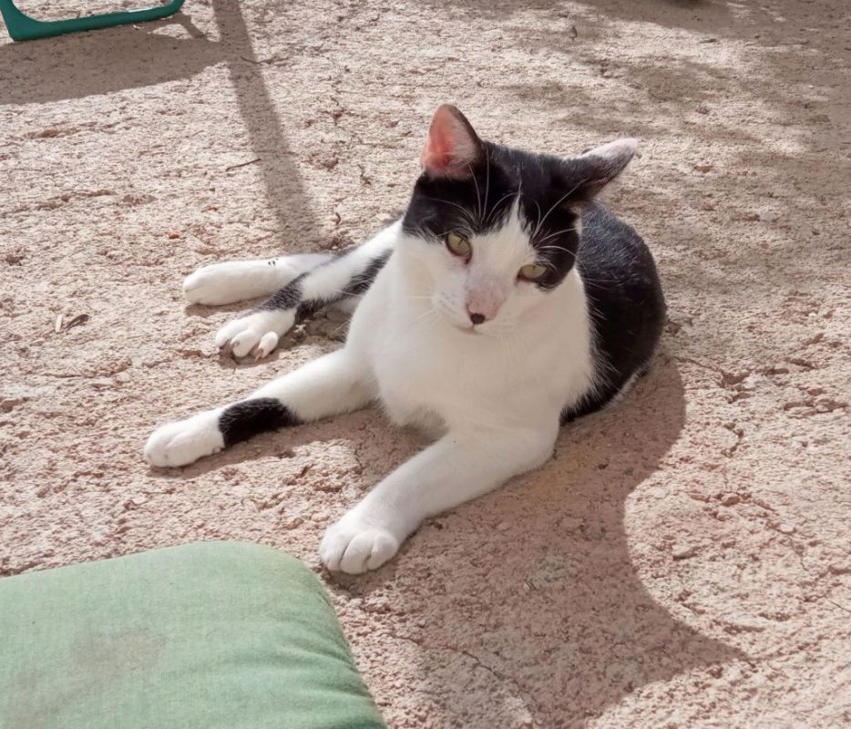 Pepito - Chat à adopter - photo 4