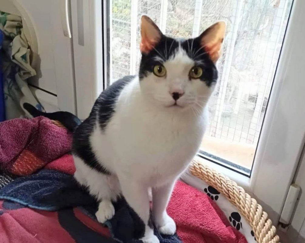 Pepito - Chat à adopter