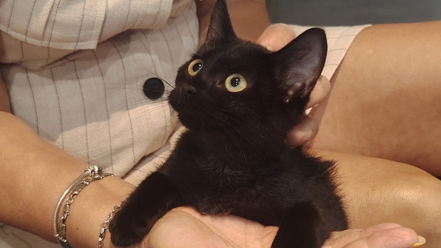 Prune a trouve sa famille - Chat Européen à adopter