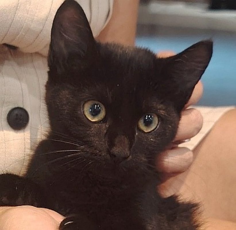 Prune a trouve sa famille - Chat Européen à adopter - photo 2