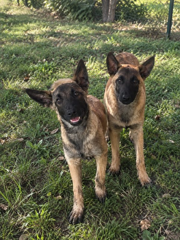 Bloom - Chien Berger Belge Malinois à adopter