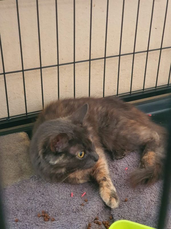 Cémavie - Chat à adopter - photo 2