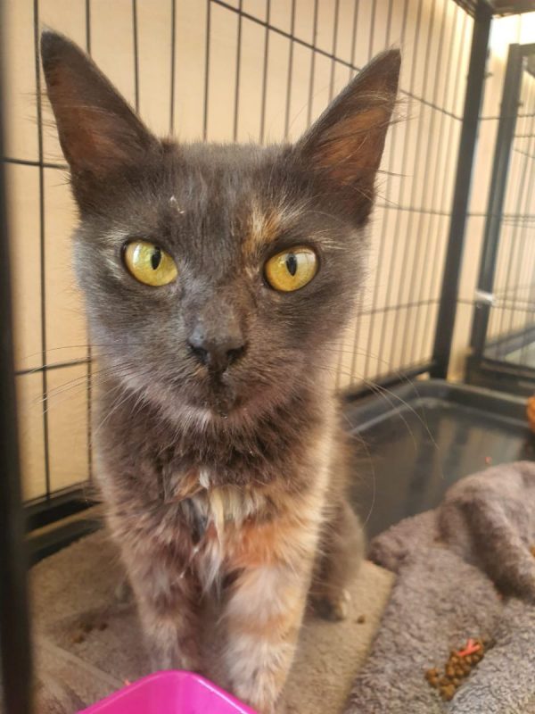 Cémavie - Chat à adopter