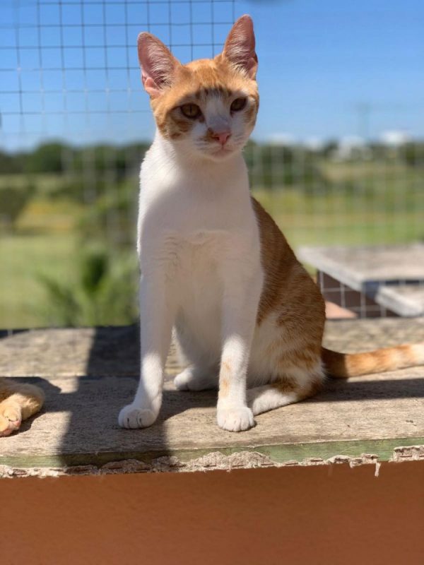 Dexter - Chat à adopter - photo 2