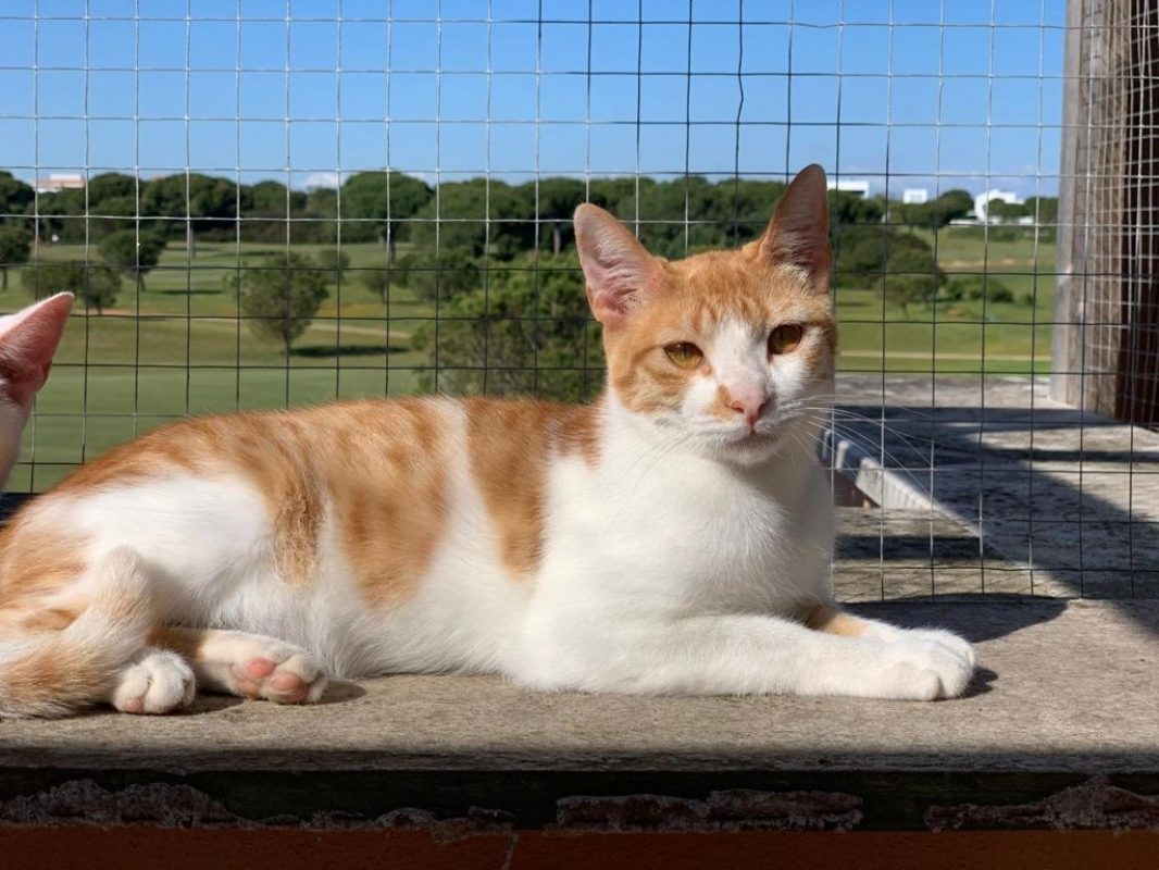 Dexter - Chat à adopter - photo 3