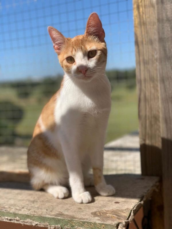 Dexter - Chat à adopter - photo 5