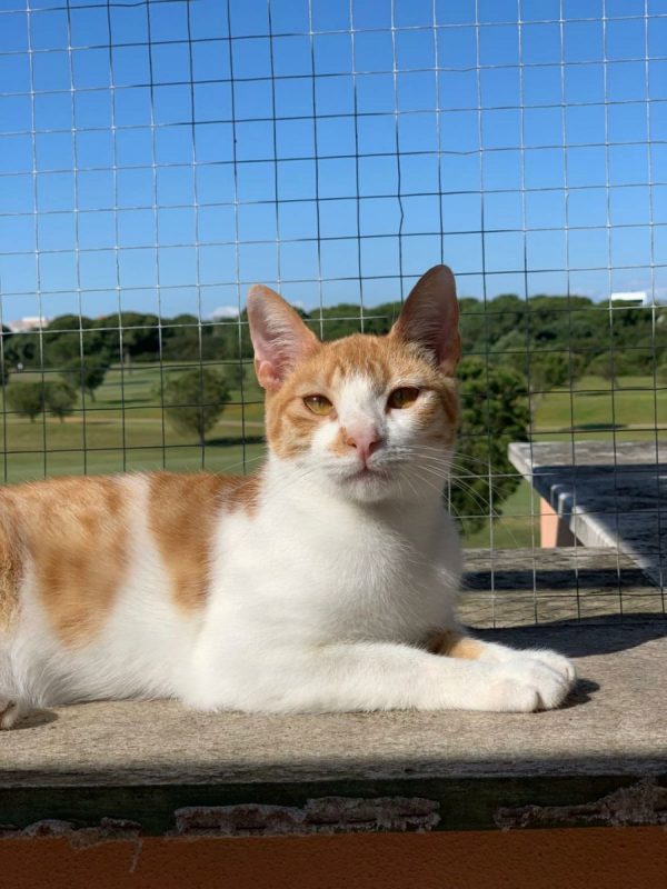 Dexter - Chat à adopter - photo 4