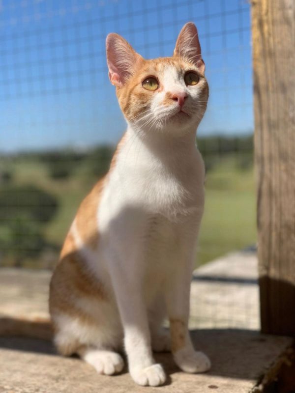 Dexter - Chat à adopter - photo 6