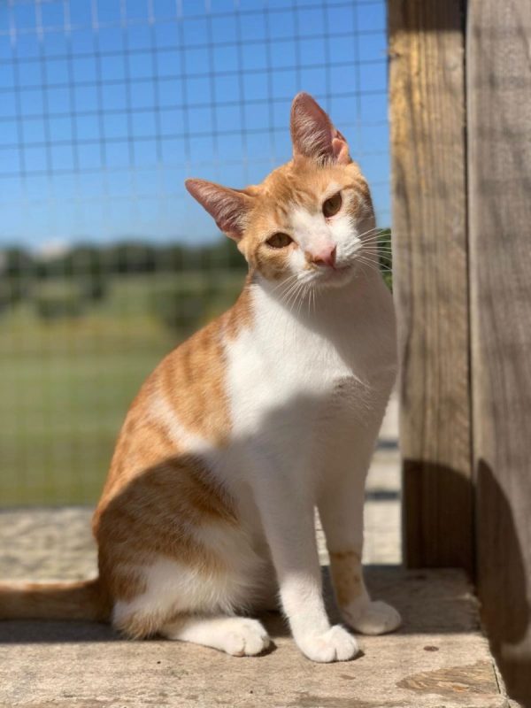 Dexter - Chat à adopter