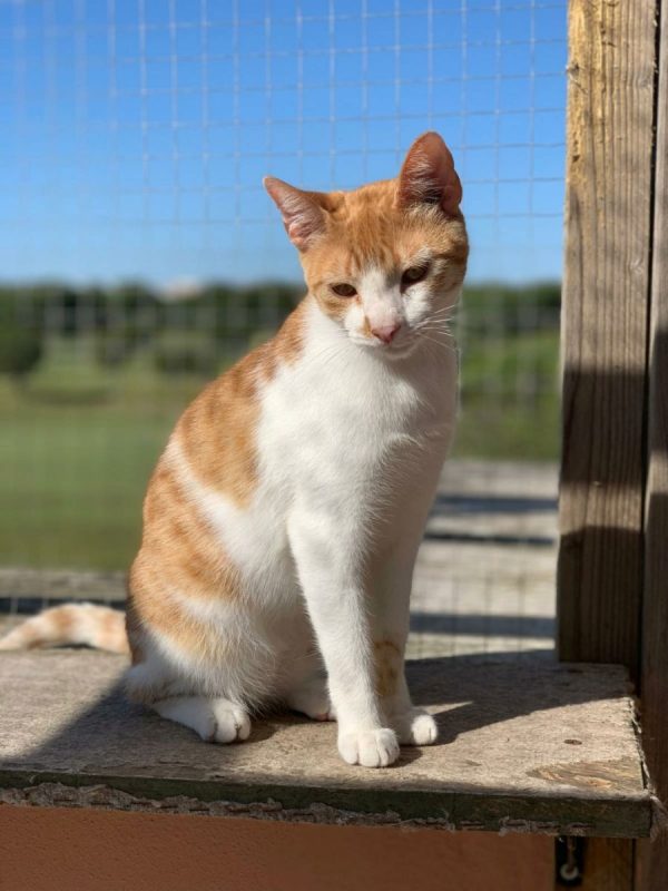 Dexter - Chat à adopter - photo 7